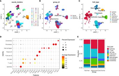 Integrative analysis reveals a four-gene signature for predicting survival and immunotherapy response in colon cancer patients using bulk and single-cell RNA-seq data